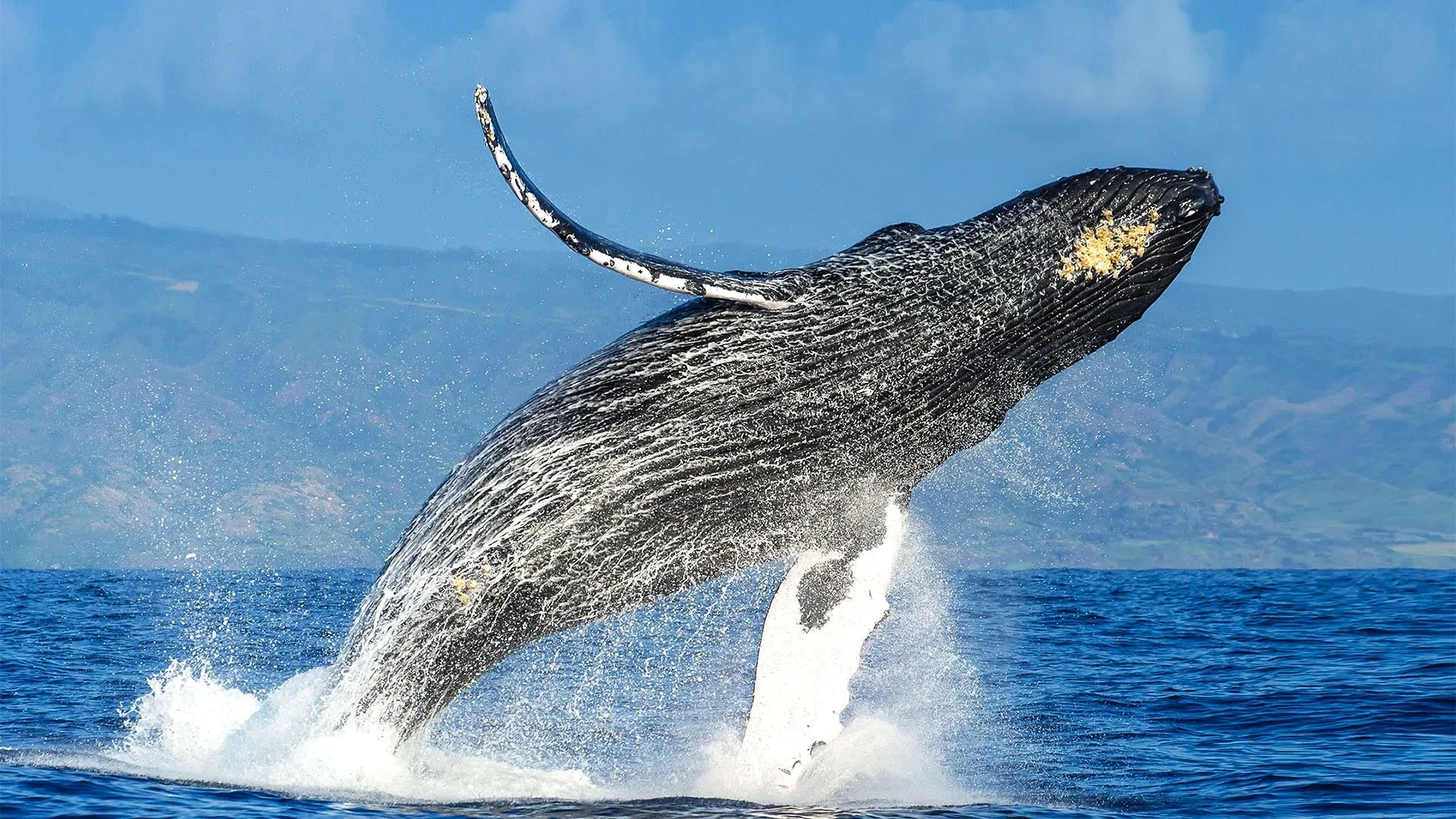 Whale Watching Tour in the Samana Bay from Las Galeras - Full Day