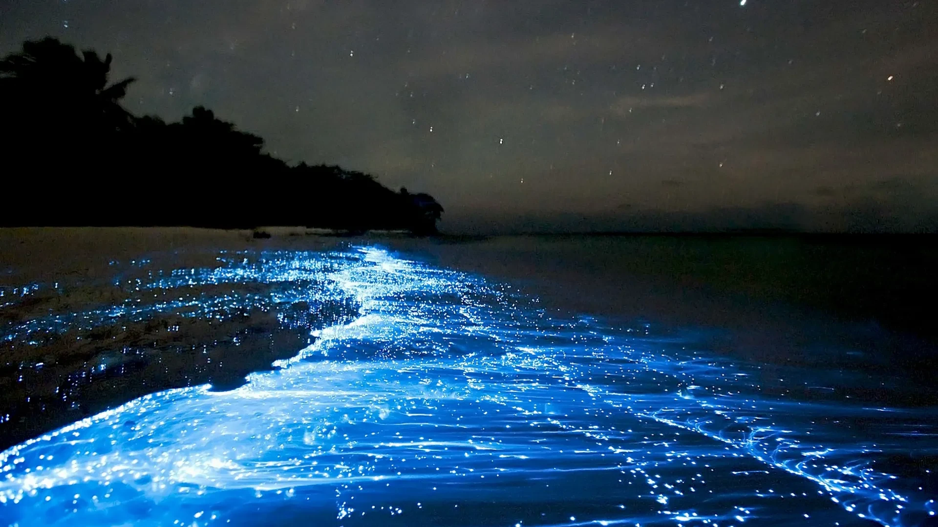 Bioluminescence Snorkel Tour in Bonaire