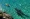 Shark chasing kayaker