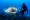 Diver feeds a shark lionfish