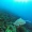 Turtle swims in the Caribbean Sea near Saba