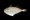 Sargassum triggerfish