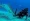 Shark diving in St. Maarten