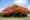 Flamboyant tree, the national tree of St. Maarten