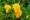 Yellow sage, national flower of St. Maarten