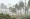 Palm trees in Caribbean storm