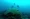 World's largest brain coral in Trinidad and Tobago with divers