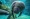 Caribbean manatee