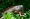 Iguana on a tree