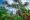 Giant palm trees in Hunte's Garden