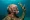 Coral on an underwater sculpture