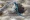 Laurenti’s whiptail lizard