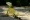 Green iguana in Curacao