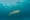 Spinner dolphins