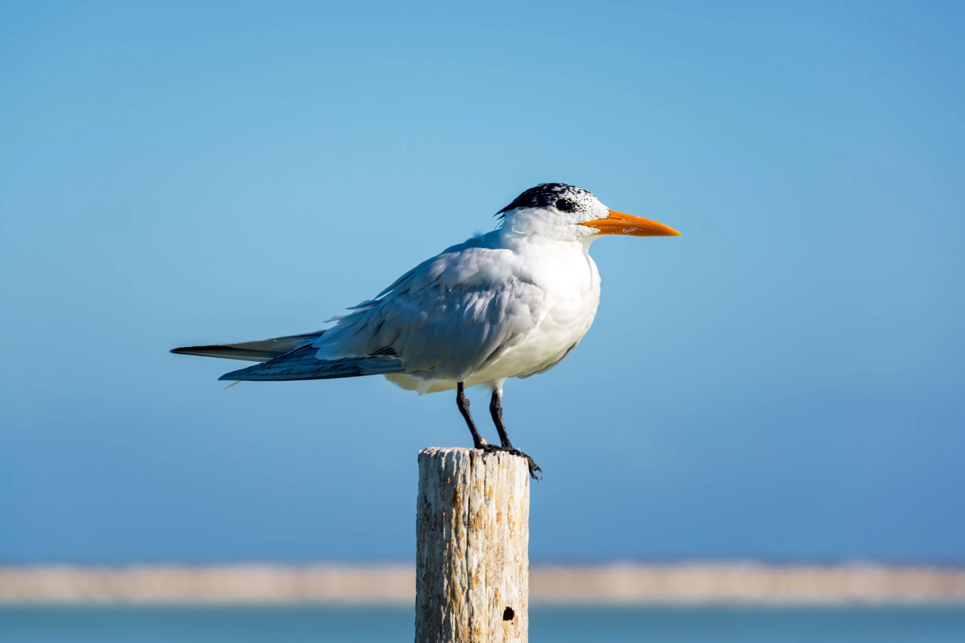 Royal tern in St. Maarten