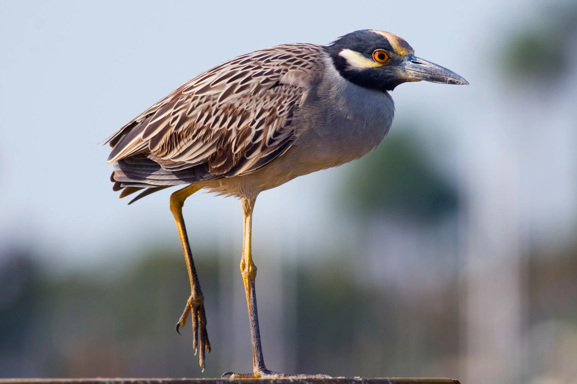 Yellow-crowned night heron in St. Maarten