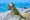 Green iguana resting on a rock in Aruba