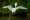 Snowy egret in Aruba
