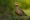 Crested bobwhite