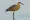 Whistling heron