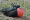Magnificent frigatebird