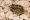 Colombian four-eyed frog