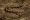 Giant centipede