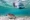 Snorkeling with turtles in Aruba