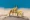 Atlantic ghost crabs