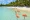 Flamingos in Aruba