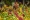Tropical fruits and vegetables market