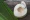 Fresh Organic Coconut Water With Coconut Leaves