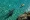 Shark chases kayaker