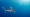 Oceanic whitetip shark in the Caribbean