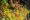 Caribbean fruits market