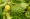 soursop on tree with flower