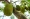 breadfruit on tree in thailand