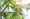 tamarind fruit on tree