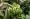 Plantain on tree
