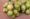 Freshly harvested spanish lime