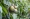 June plum fruit on tree