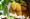 Yellow jackfruit on tree