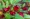 Sorrel
