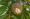 Custard apple hanging on tree