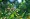 Cocoplum