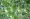 Green calabash hanging on tree