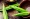 Okra
