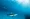 Caribbean reef shark