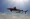 Tiger shark