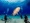 Shark dive in the Caribbean